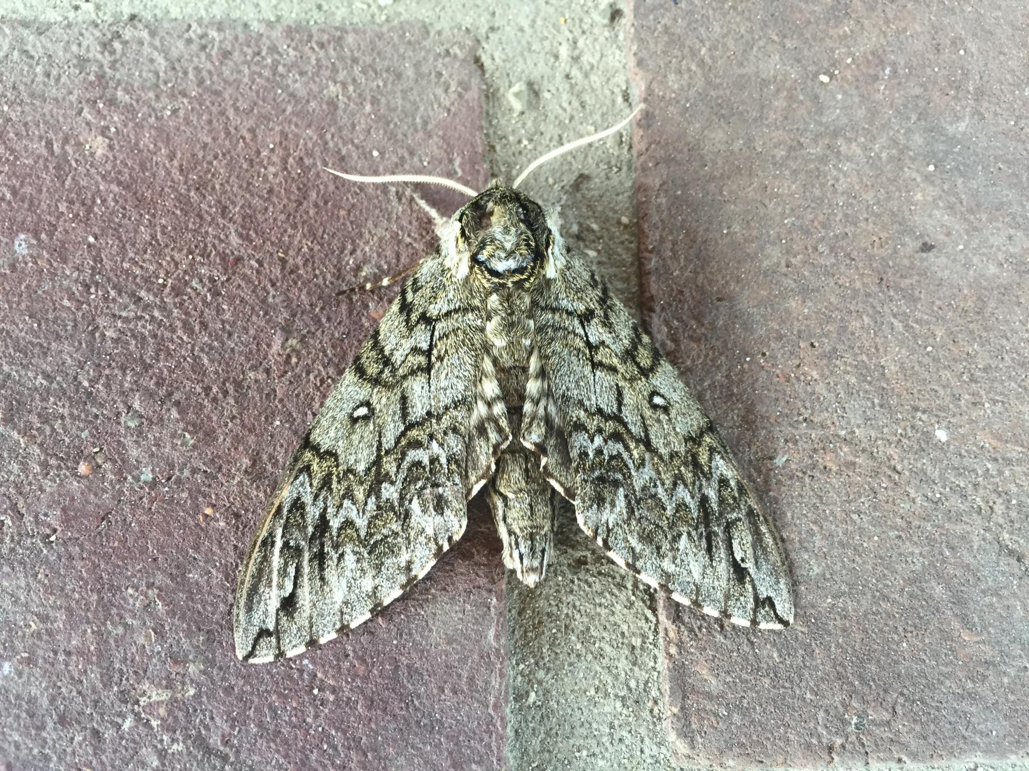Waved Sphinx Moth Project Noah