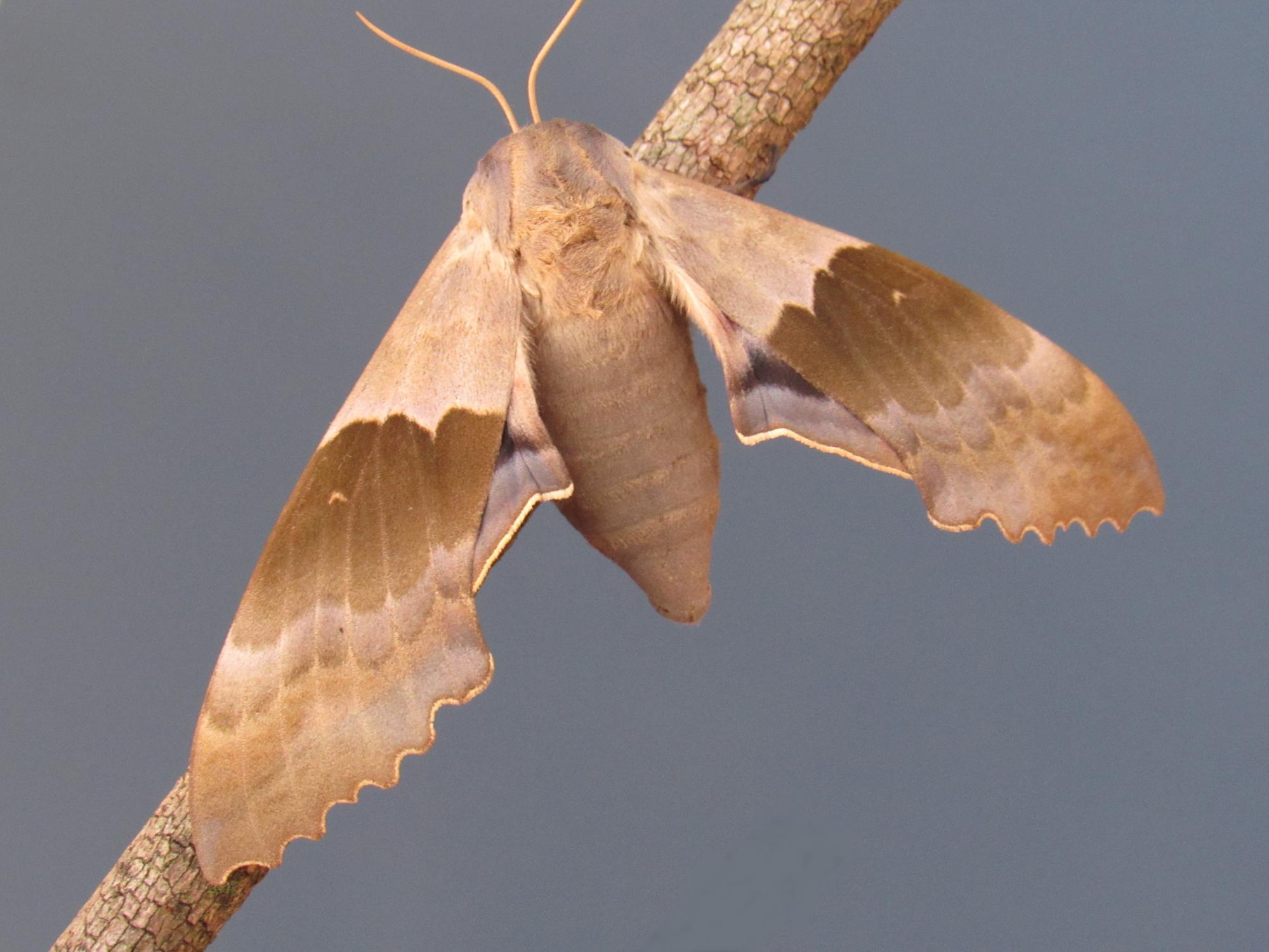 Dayton Insects